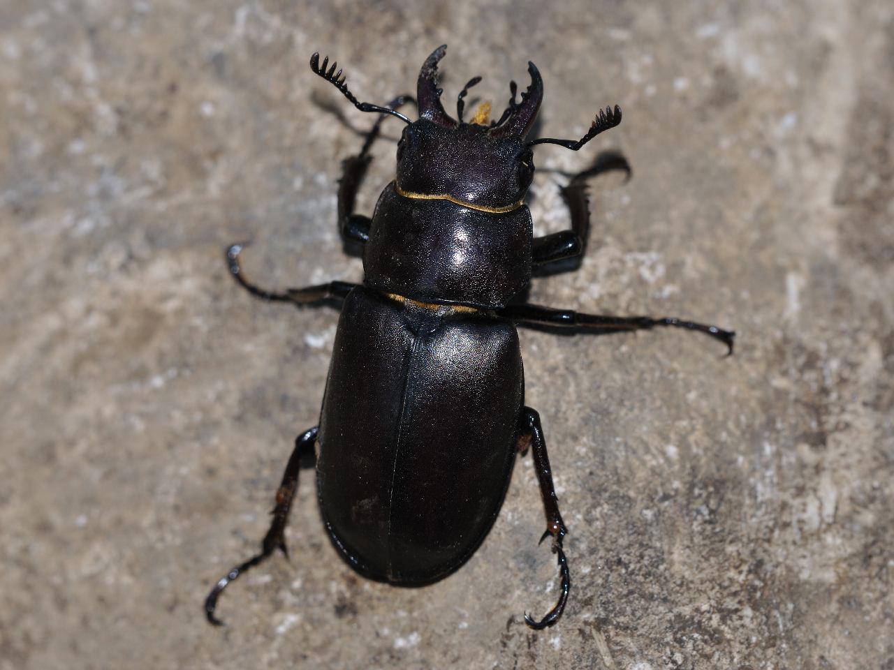 Lucanus tetraodon (Conferma)